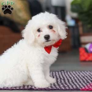 Ranger, Bichon Frise Puppy